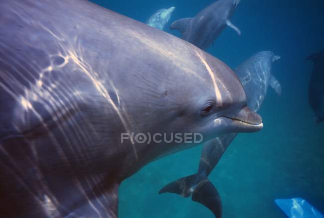 Vista de delfines nariz de botella nadando - foto de stock