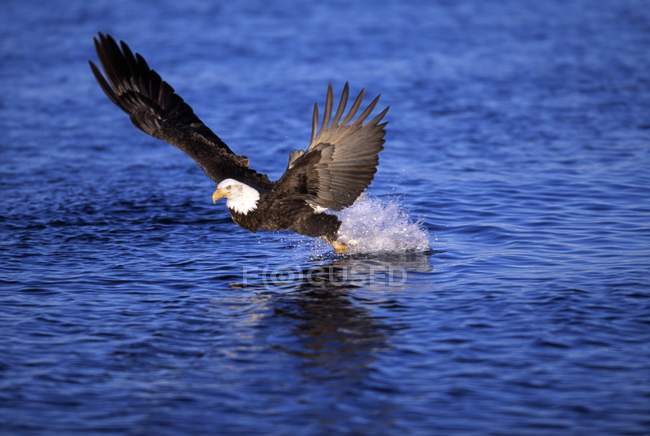 Aquila calva cattura di un pesce — Foto stock