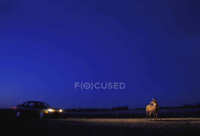 Автомобіль і олень на дорозі — стокове фото