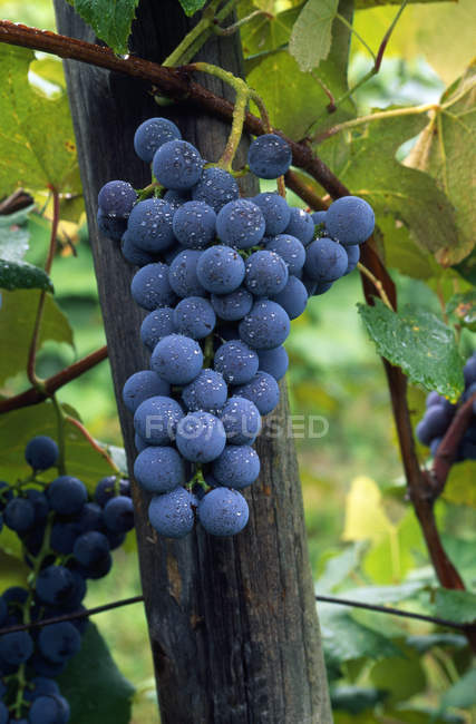 Закрыть пучок винограда — стоковое фото