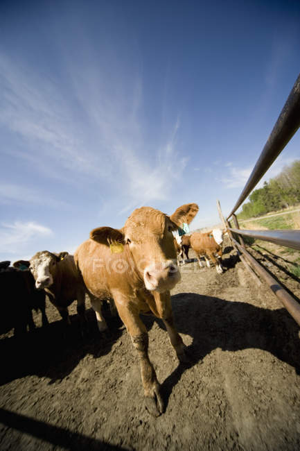 Rebanho de vacas em barraca perto de cerca de madeira — Fotografia de Stock