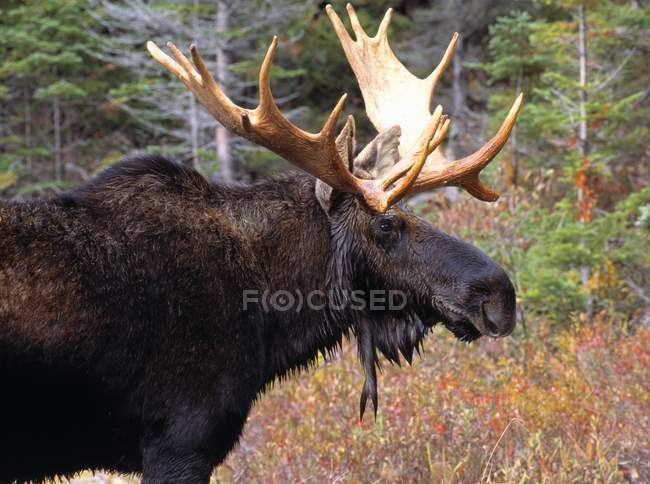 Bull Moose debout dans la forêt — Photo de stock