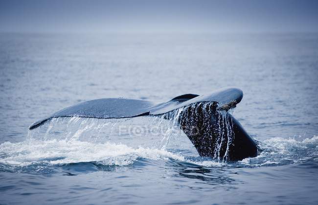 Cola de ballena en la superficie del agua - foto de stock