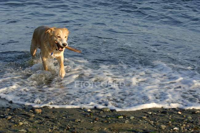 Dog Retrieves segurando pau — Fotografia de Stock