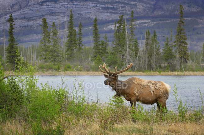 Elk standing on shore — Stock Photo