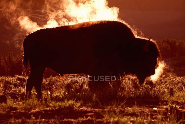 Steam Rolling Off Bison — Stock Photo