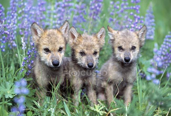 Drei Wolfswelpen — Stockfoto
