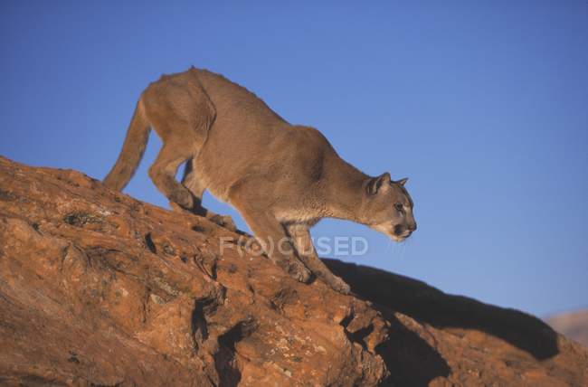Leone di montagna che si prepara a saltare — Foto stock