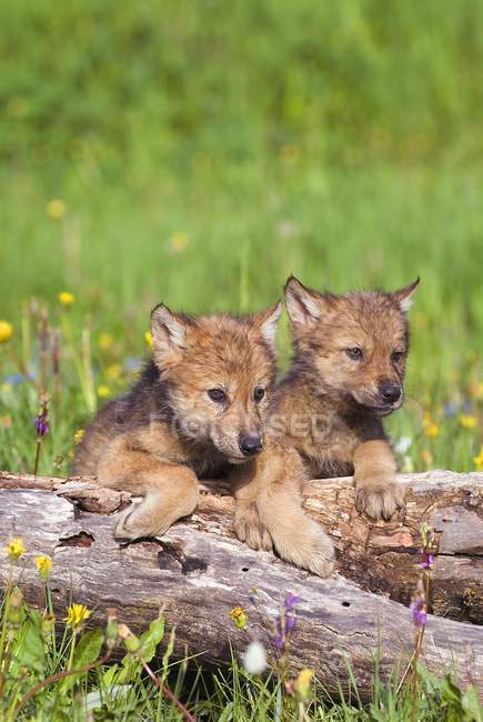 Filhotes de lobo no log — Fotografia de Stock