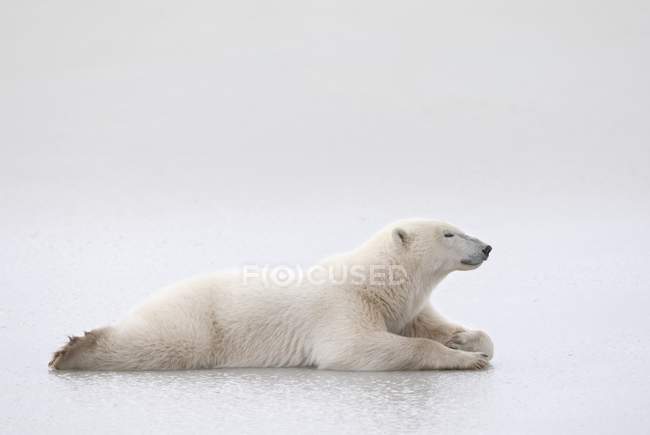 Colocación del oso polar - foto de stock