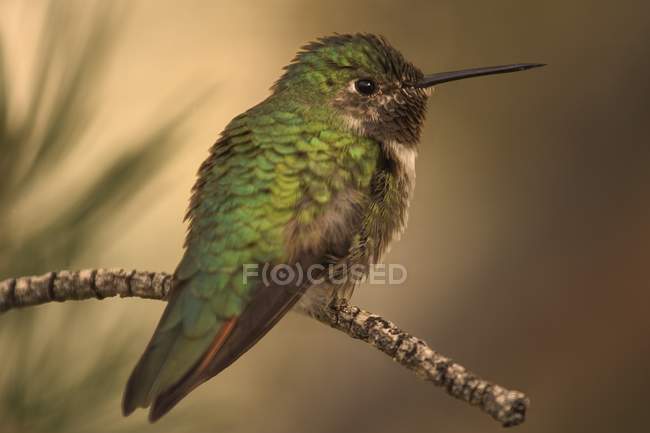 Humming uccello su ramo — Foto stock