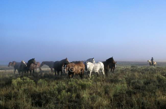 Rebanho de cavalos e vaqueiro — Fotografia de Stock