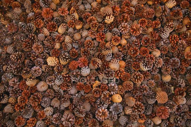 Various Assorted Pinecones — Stock Photo