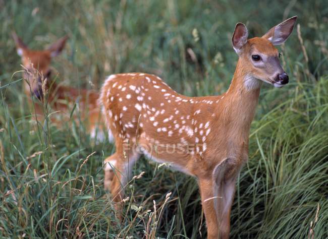 White-Tail Deer Fawns — Stock Photo