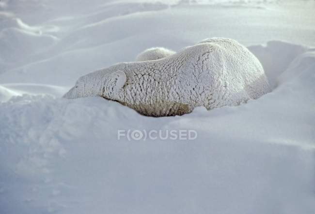 Oso polar durmiendo en la nieve - foto de stock