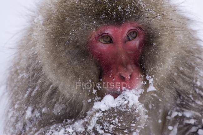Affe frisst Schnee — Stockfoto
