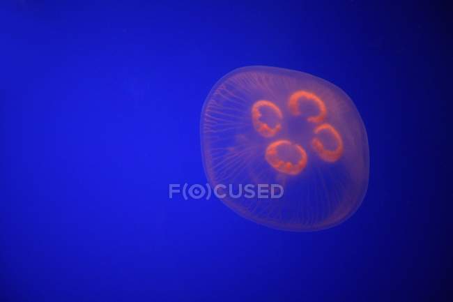 Primo piano delle meduse — Foto stock