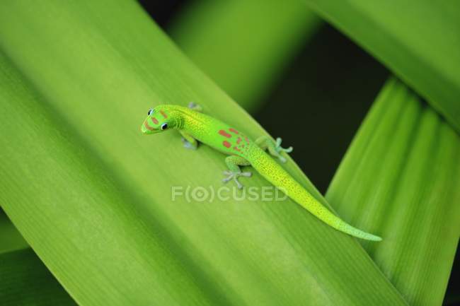 Зелений гекон на листі — стокове фото