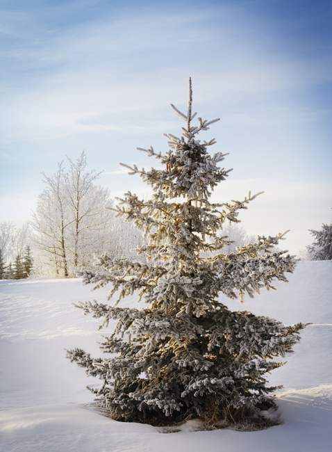 Зимний пейзаж и дерево — стоковое фото