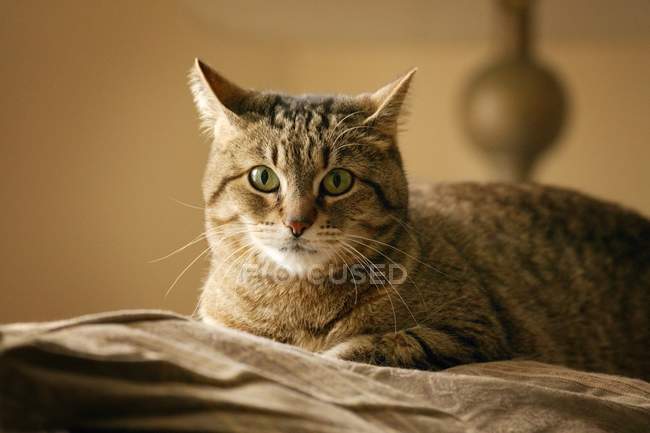 Портрет кота, лежащий на ткани — стоковое фото