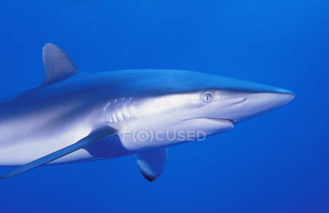 Tiburón común nadando - foto de stock