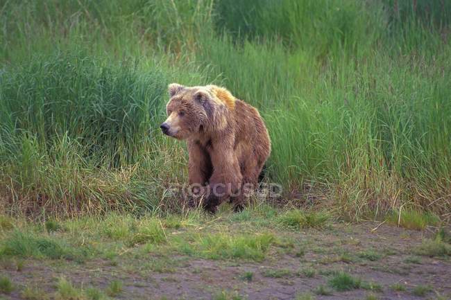 Grizzlybär sitzt — Stockfoto