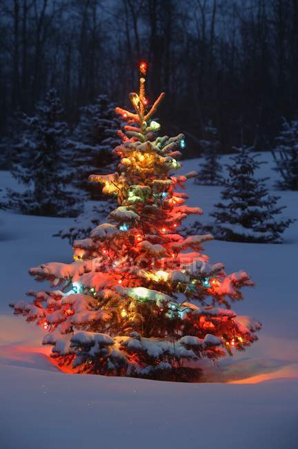 Рождественская елка с огнями на открытом воздухе — стоковое фото