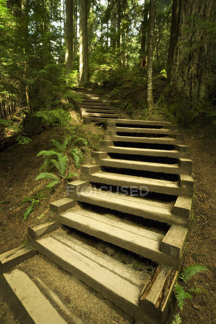 Vista delle scale nel bosco — Foto stock