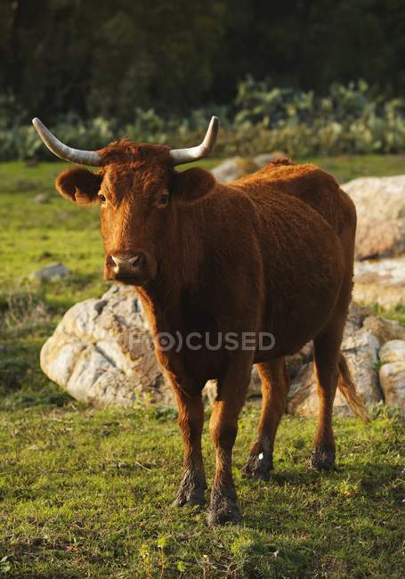 Bull in piedi su erba verde — Foto stock