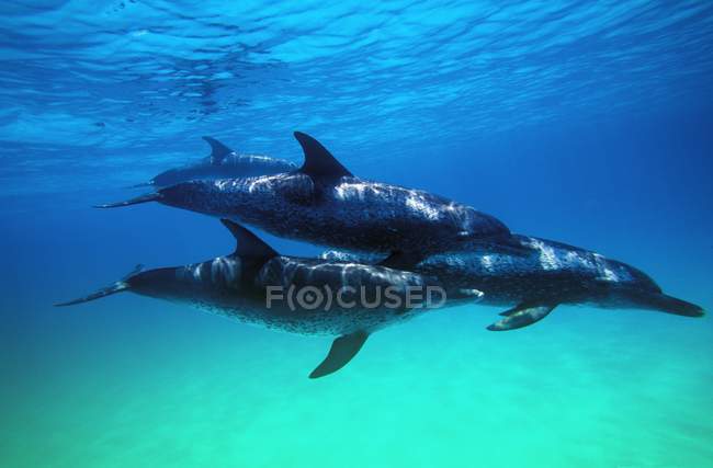 Атлантические пятнистые дельфины — стоковое фото
