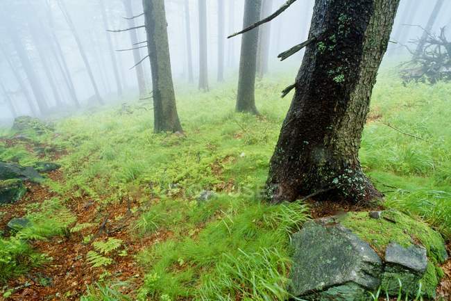 Bosque brumoso, Alemania - foto de stock