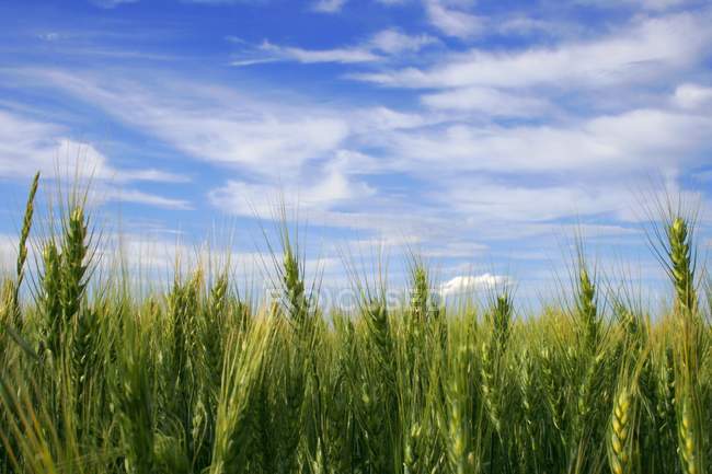 Champ de blé contre ciel nuageux — Photo de stock