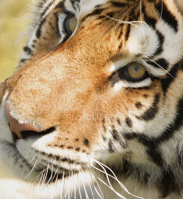 Gros plan du visage de tigre — Photo de stock