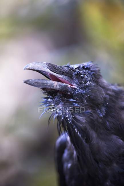 Raven with open pecker — Stock Photo