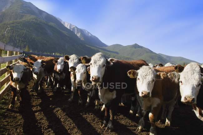 Cattle In Pen against hills — Stock Photo