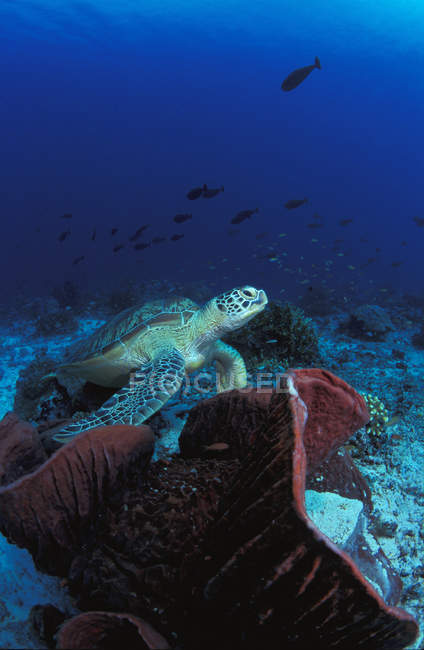 Meeresschildkröte ruht — Stockfoto
