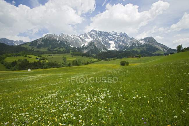 Paysage alpin avec herbe verte — Photo de stock