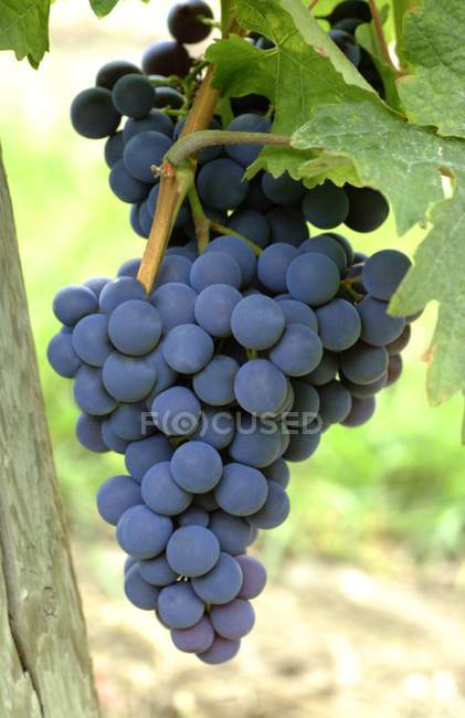 Primo piano del grappolo d'uva — Foto stock