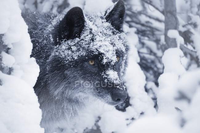 Lobo solitário na neve — Fotografia de Stock