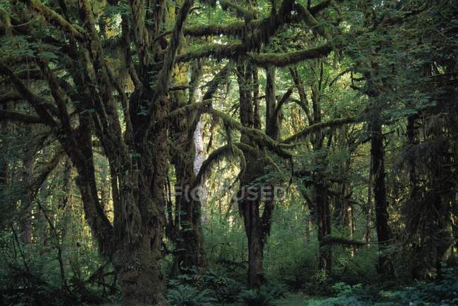 Grove grueso de árboles de arce - foto de stock