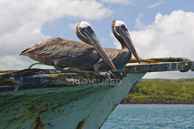 Два пеликана на лодке — стоковое фото