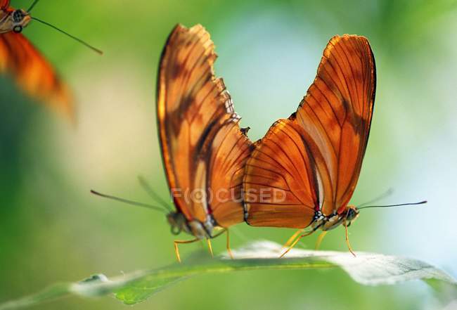 Две бабочки на листе — стоковое фото