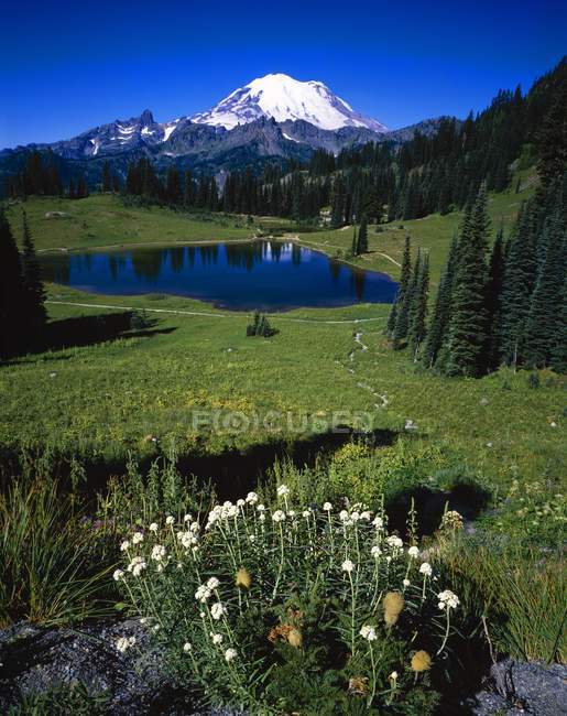 Tipsoo lago e monte Rainier — Foto stock
