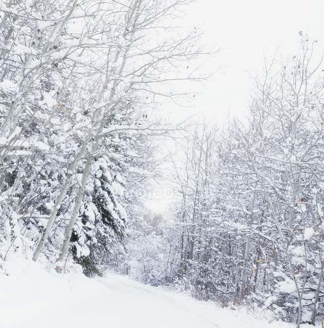 Winter Wonderland con árboles - foto de stock