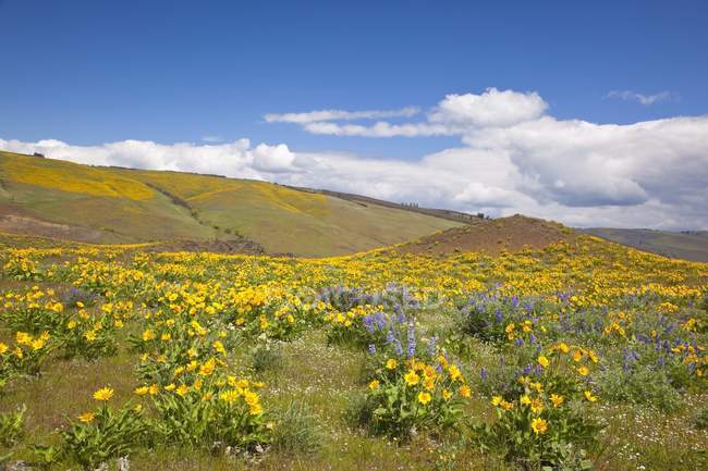 Fleurs sauvages poussant le long de la colline — Photo de stock