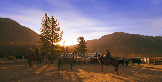 Roundup gado pelo homem — Fotografia de Stock