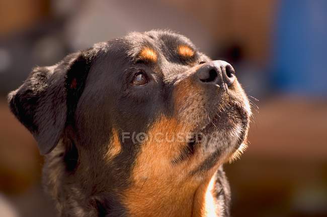 Rottweiler Cara con la cabeza hacia arriba - foto de stock