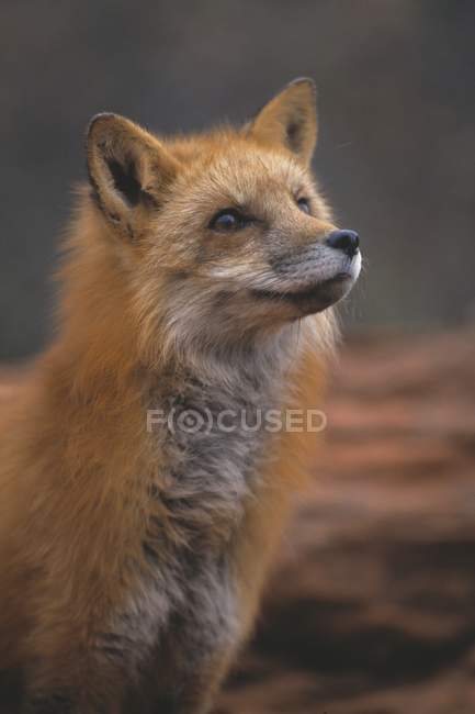 Red Fox all'aperto — Foto stock