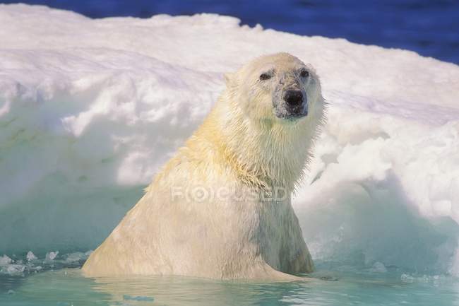 Белый медведь в ледяном бассейне — стоковое фото