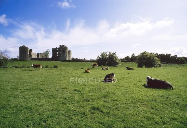 Роскоммон замок і корів — стокове фото